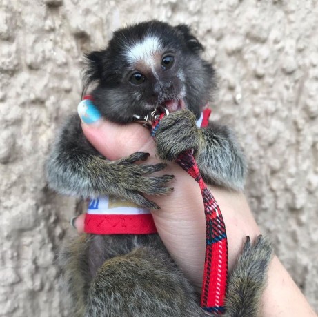maimute-marmoset-masculi-si-femele-disponibile-big-0