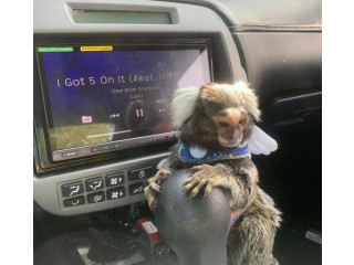 Maimuță marmoset disponibilă