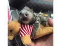 maimute-marmoset-imblanzite-de-vanzare-small-0