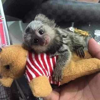 maimute-marmoset-imblanzite-de-vanzare-big-0