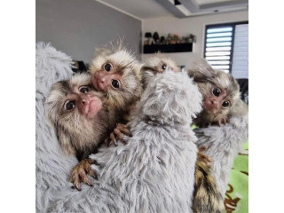 Maimuță marmoset afectuoasă de vânzare