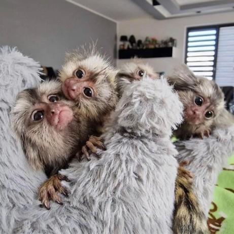 maimuta-marmoset-afectuoasa-de-vanzare-big-0