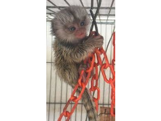 Maimuțe marmoset fermecătoare sunt disponibile