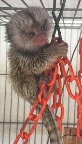 maimute-marmoset-fermecatoare-sunt-disponibile-big-0