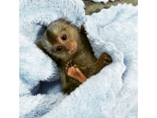 Maimuță marmoset pigmee de vânzare