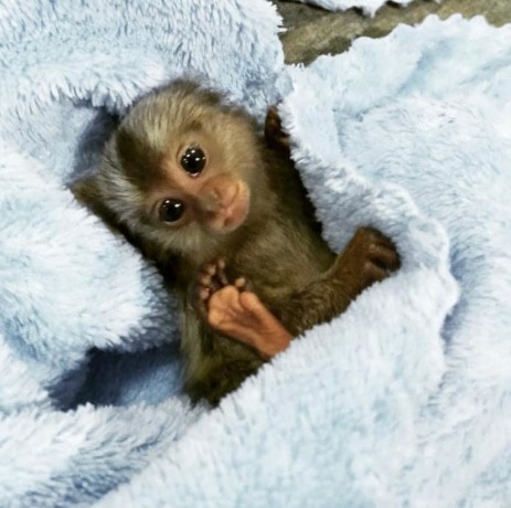 maimuta-marmoset-pigmee-de-vanzare-big-0