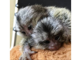Maimuță marmoset pigmeă disponibilă