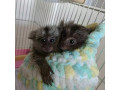 pui-de-maimute-marmoset-dragute-de-vanzare-small-0