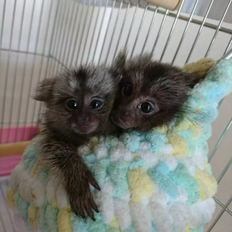 pui-de-maimute-marmoset-dragute-de-vanzare-big-0