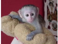 pui-de-maimute-capucin-de-vanzare-small-0