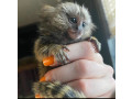 maimute-marmoset-superbe-small-0