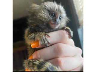 Maimuțe marmoset superbe