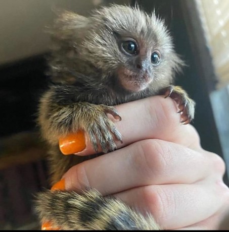 maimute-marmoset-superbe-big-0