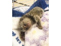 capucini-veverita-marmoset-maimuta-paianjen-si-copii-kinkajou-de-vanzare-small-1