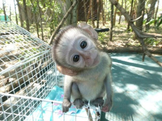 Capucini, veveriță, marmoset, maimuță păianjen și copii Kinkajou de vânzare!!
