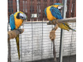 bebelus-crescut-de-mana-prost-imblanzit-prietenos-macaw-albastru-si-auriu-small-0