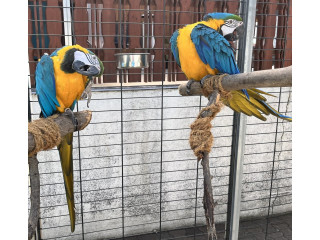 Bebeluș crescut de mână prost, îmblânzit, prietenos, macaw albastru și auriu