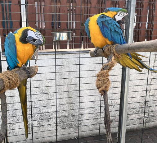 bebelus-crescut-de-mana-prost-imblanzit-prietenos-macaw-albastru-si-auriu-big-0