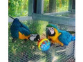 de-vanzare-papagal-macaw-albastru-si-auriu-small-0
