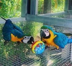 de-vanzare-papagal-macaw-albastru-si-auriu-big-0