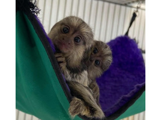Marmoset și maimuțe capucin de vânzare