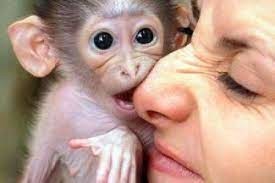 marmoset-si-maimute-capucin-de-vanzare-big-1