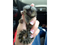baby-marmoset-monkeys-de-vanzare-small-0