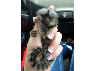 Baby Marmoset Monkeys de vânzare