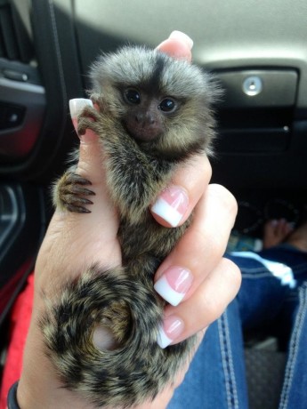 baby-marmoset-monkeys-de-vanzare-big-0