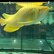 peste-arowana-de-vanzare-big-0