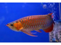 peste-arowana-de-calitate-de-vanzare-small-0