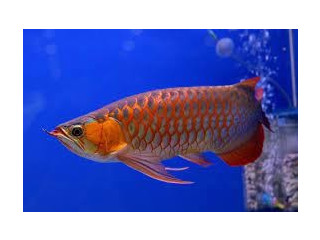 Pește Arowana de calitate de vânzare