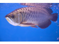 pesti-fermecator-arowana-de-vanzare-small-0