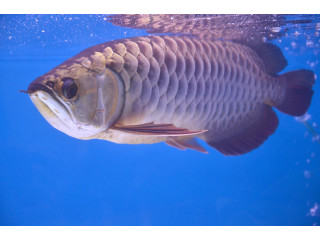 Pești fermecător Arowana de vânzare