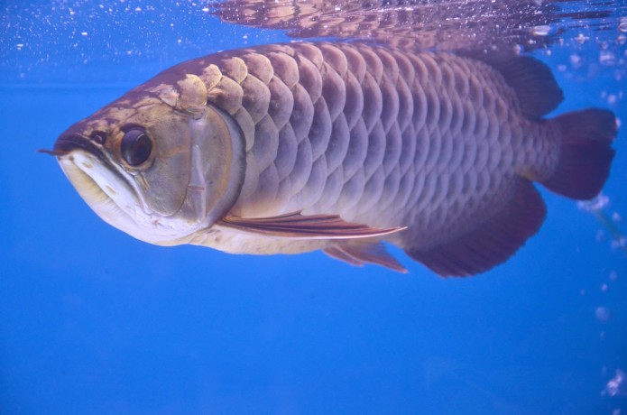 pesti-fermecator-arowana-de-vanzare-big-0