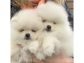 catelusi-de-pomeranian-minunati-disponibili-small-1