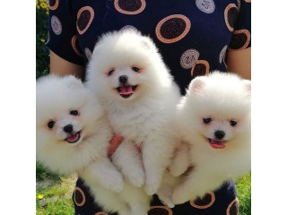 Cățeluși de Pomeranian minunați disponibili