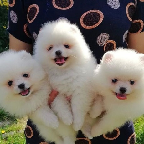 catelusi-de-pomeranian-minunati-disponibili-big-0
