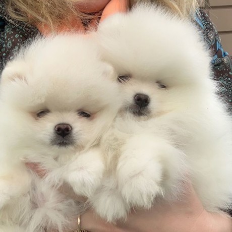 catelusi-de-pomeranian-minunati-disponibili-big-1