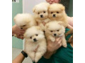 catelusi-adorabili-de-pomeranian-de-vanzare-small-0