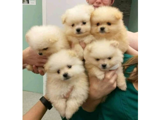 Cățeluși adorabili de Pomeranian de vânzare