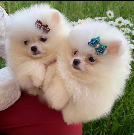 catelusi-adorabili-de-pomeranian-de-vanzare-big-1