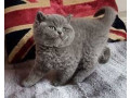 pisicute-british-shorthair-sunt-disponibile-small-0