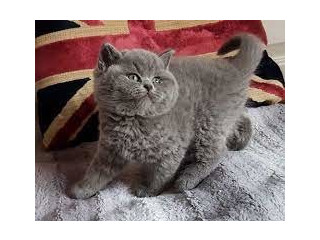 Pisicuțe British Shorthair sunt disponibile
