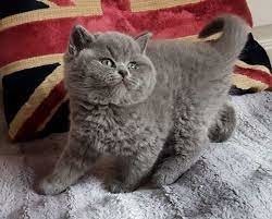 pisicute-british-shorthair-sunt-disponibile-big-0