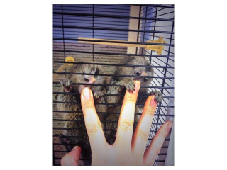 De vânzare pui de maimuță marmoset