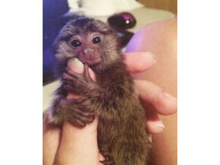 Maimuțe marmoset cu două degete de vânzare ....