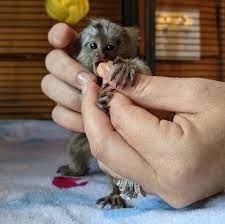 maimute-marmoset-pigmee-gemene-disponibile-big-0