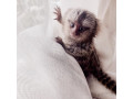 maimute-marmoset-angelice-in-mijlocul-caselor-noi-small-0