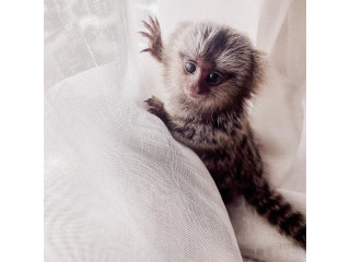 Maimuțe marmoset angelice în mijlocul caselor noi